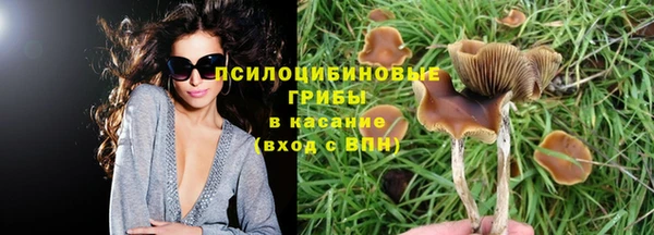 сатива Нефтекумск